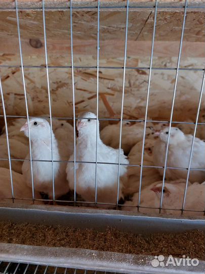 Перепела. Яйца перепелиные домашние