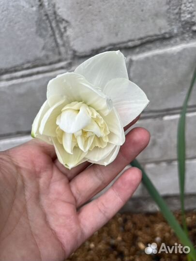 Нарциссы с луковицей