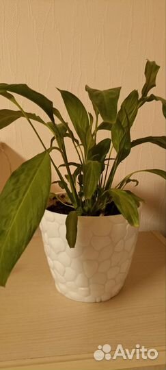 Спатифиллум