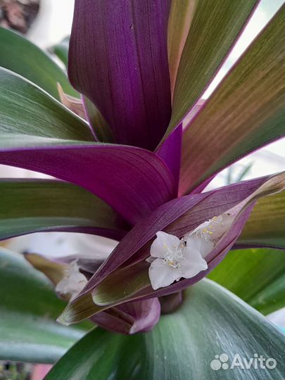 Индийский лук