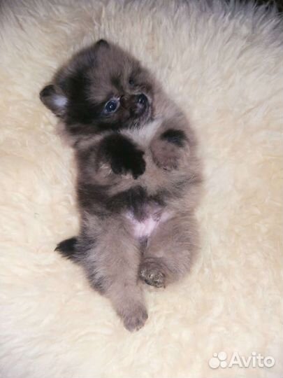 Мрамор мальчик Померанский шпиц