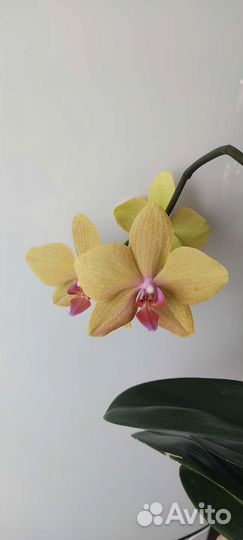Орхидея
