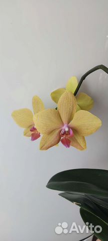 Орхидея