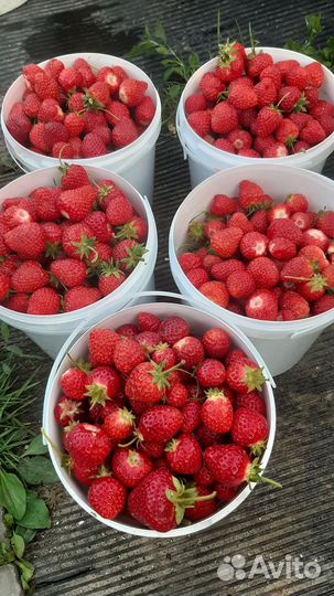 Усы клубники ремонтантной