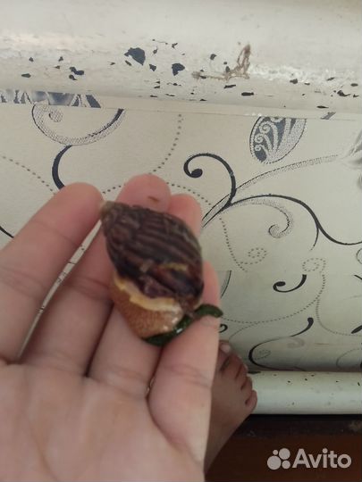 Улитки ахатины Маргината