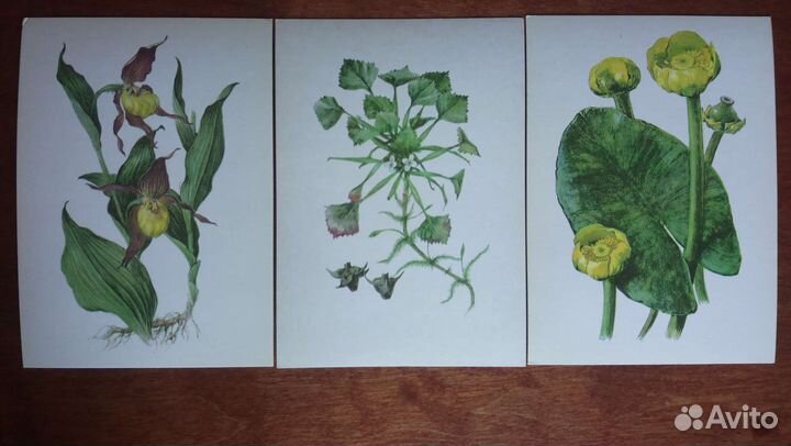 Набор открыток растения под охраной