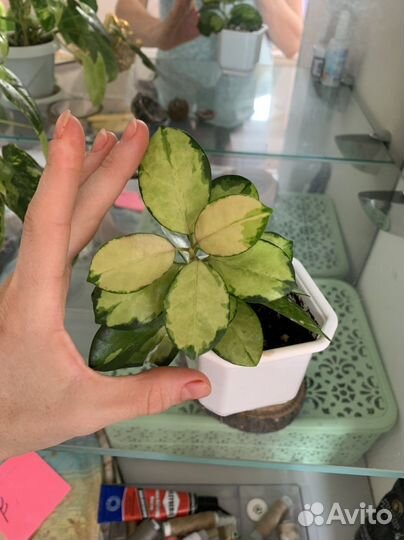 Хойя аустралис лиза