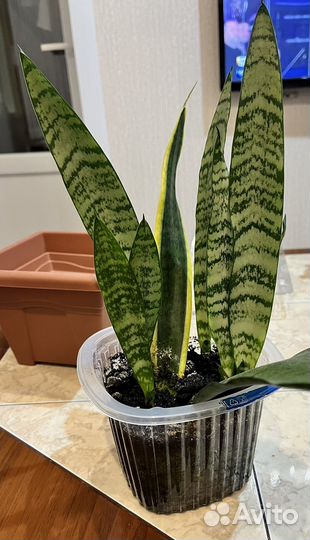 Шучий хвост, сансерверия