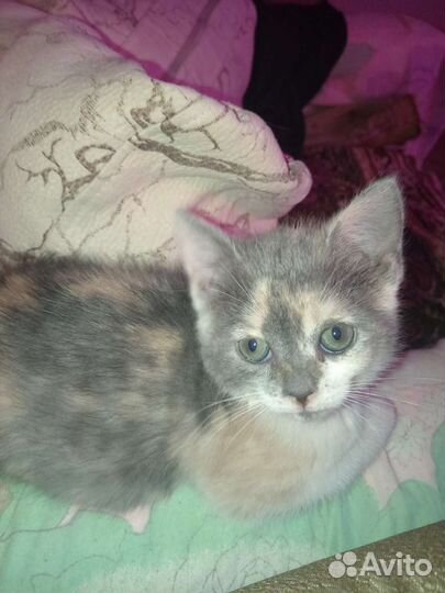 Кошка в дар бесплатно