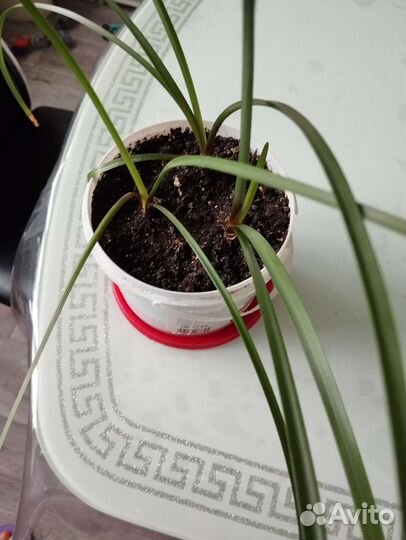 Комнатные цветы