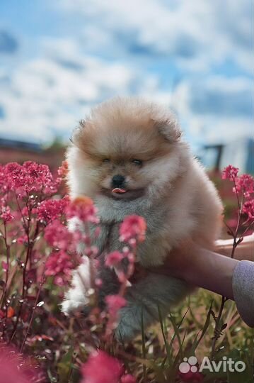 Померанский шпиц медвежьего типа