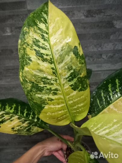 Диффенбахия зебра вар