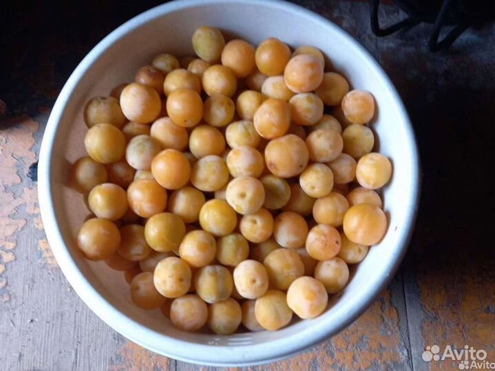 Саженцы сливы жёлтой