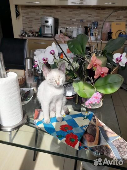 Отдам в добрые руки котят