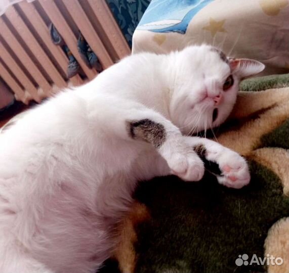 Кошечка 9 месяцев в добрые руки
