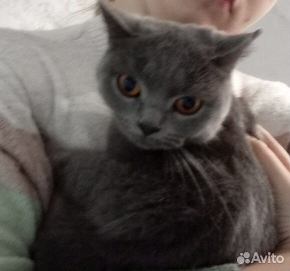 Британская кошка
