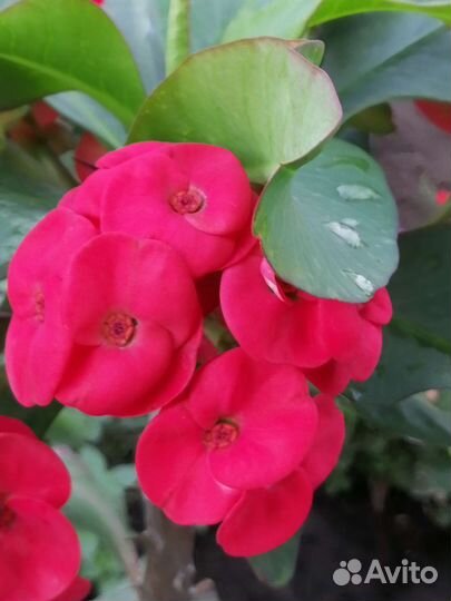 Малочай Миля крупноцветковый