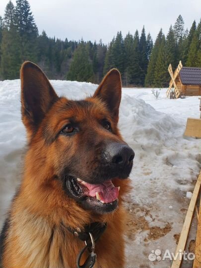 Немецкая овчарка вязка