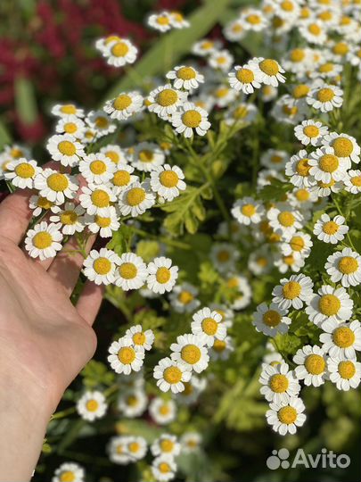 Пиретрум. Многолетняя ромашка