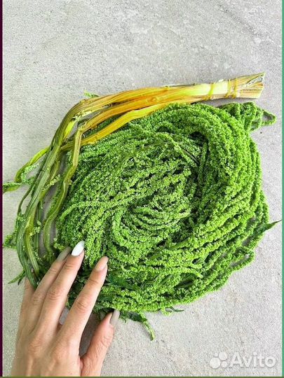 Амаpaнт крапива, ель, утолщенный