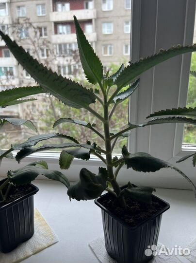 Каланхоэ лечебное живородящее чихательное