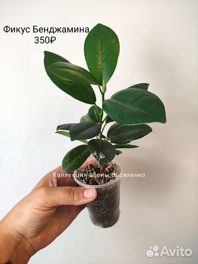 Монстеры кротон и др комнатные цветы