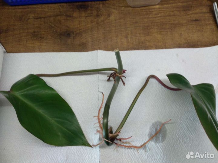 Филодендрон