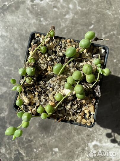 Суккуленты; эхеверии, крассулы