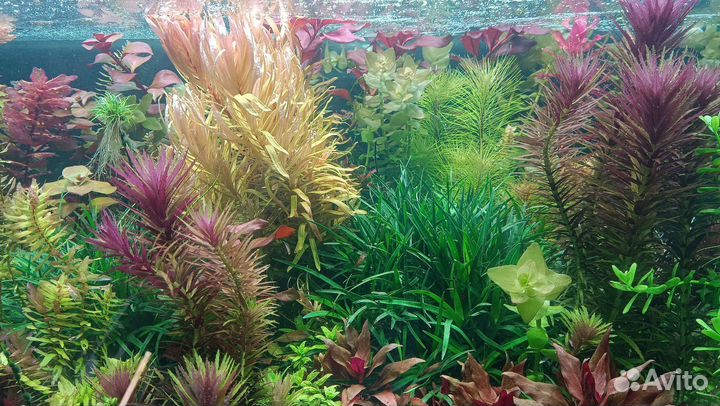 Аквариумные растения