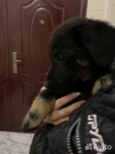 Щенок в добрые руки