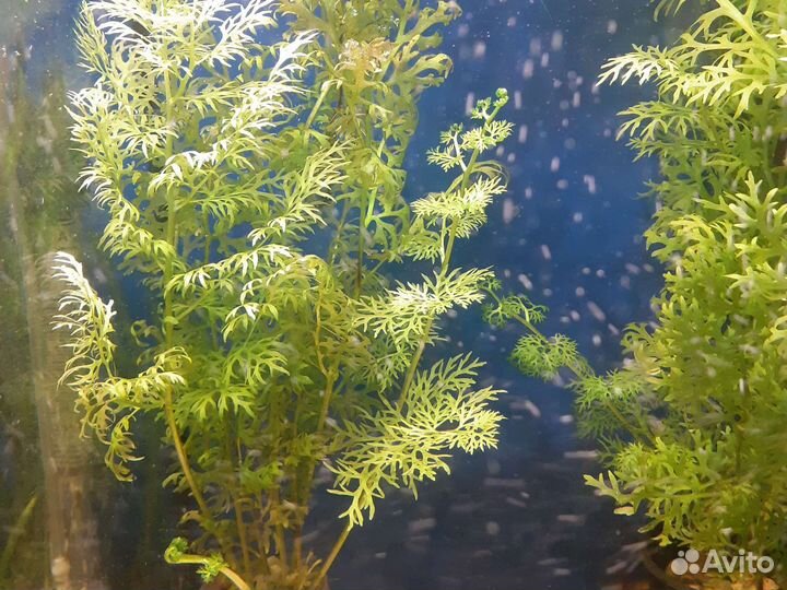 Попугай тигровый