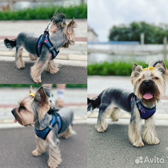 Модель на груминг