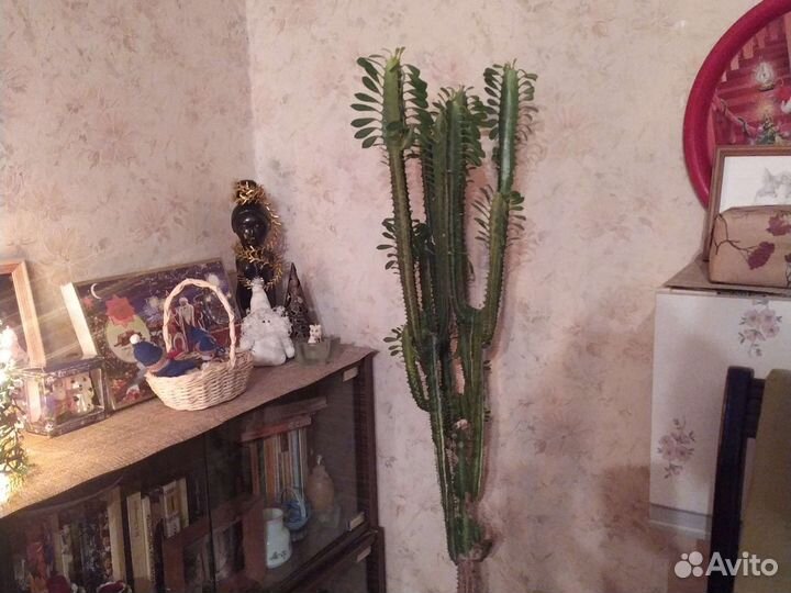 Кактус молочай трехгранный 1,1 м с горшком