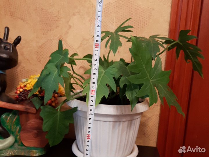 Филодендрон комнатные цветы в Батайске