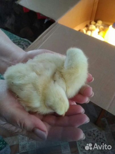 Цыплята 1,5 недели