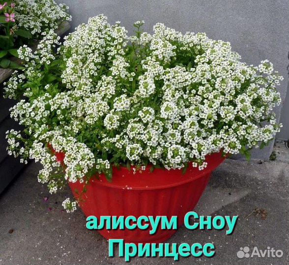 Бакопа, калибрахоа, петуния