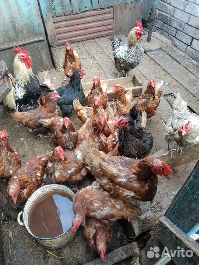 Куры несушки