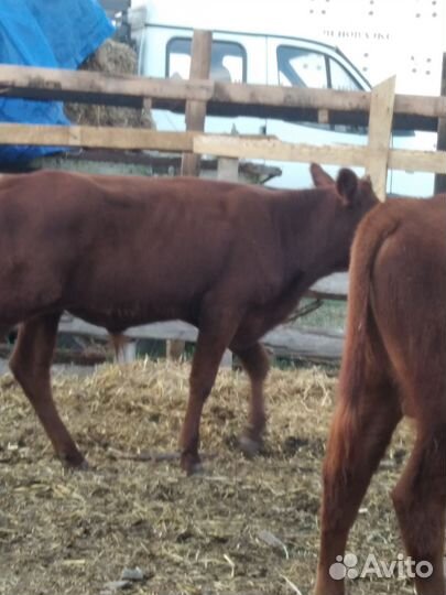 Бычки калмычки