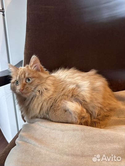 Котенок (котик) рыжий