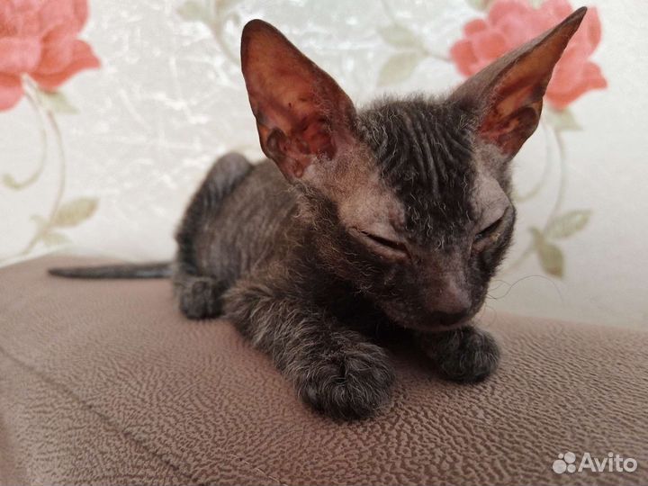 Котёнок донского сфинкса