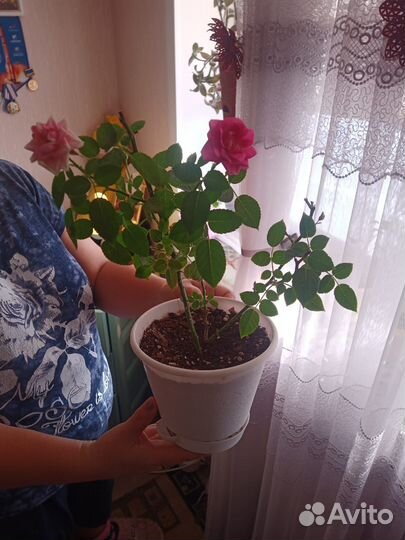 Кустовые розы в горшке