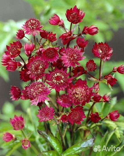 Многолетние цветы