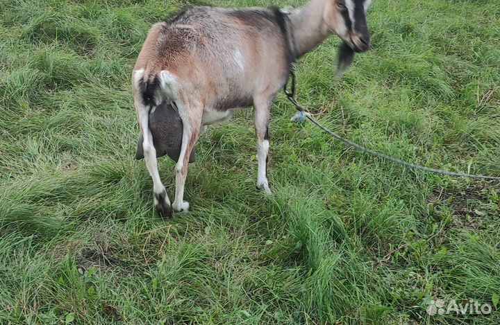 Продам козочку за 7т. Удой молока 4-4,5 л