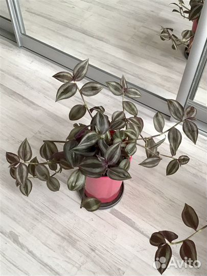 Традесканция зебрина Комнатные растения