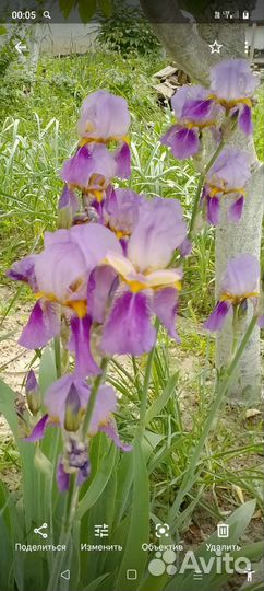 Ирисы сортовые
