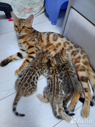 Бенгальские котята с документами