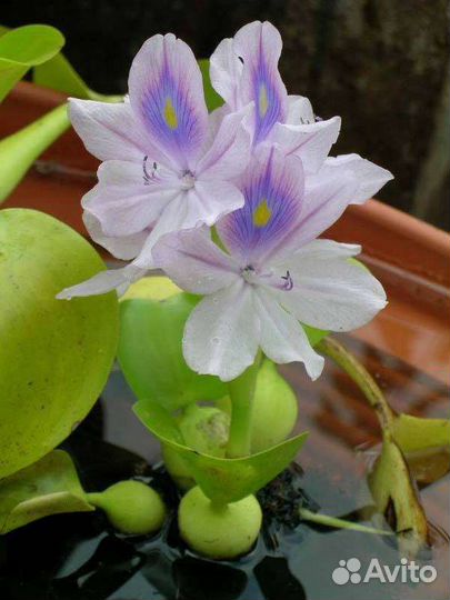 Водный гиацинт