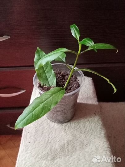 Хойя мультифлора