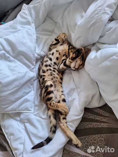 Бенгальский кот