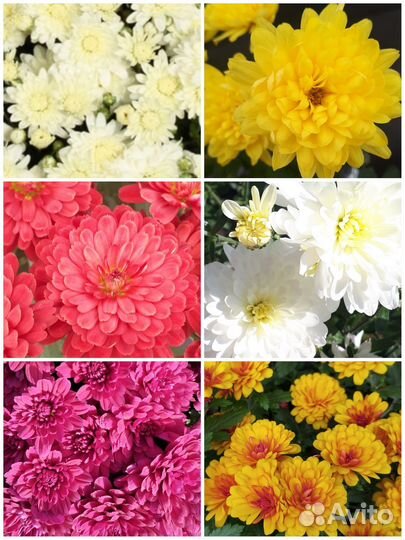 Хризантемы мультифлора